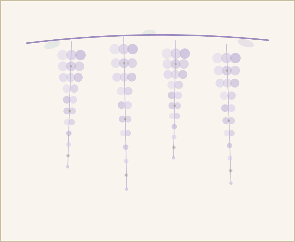 Wisteria illustration