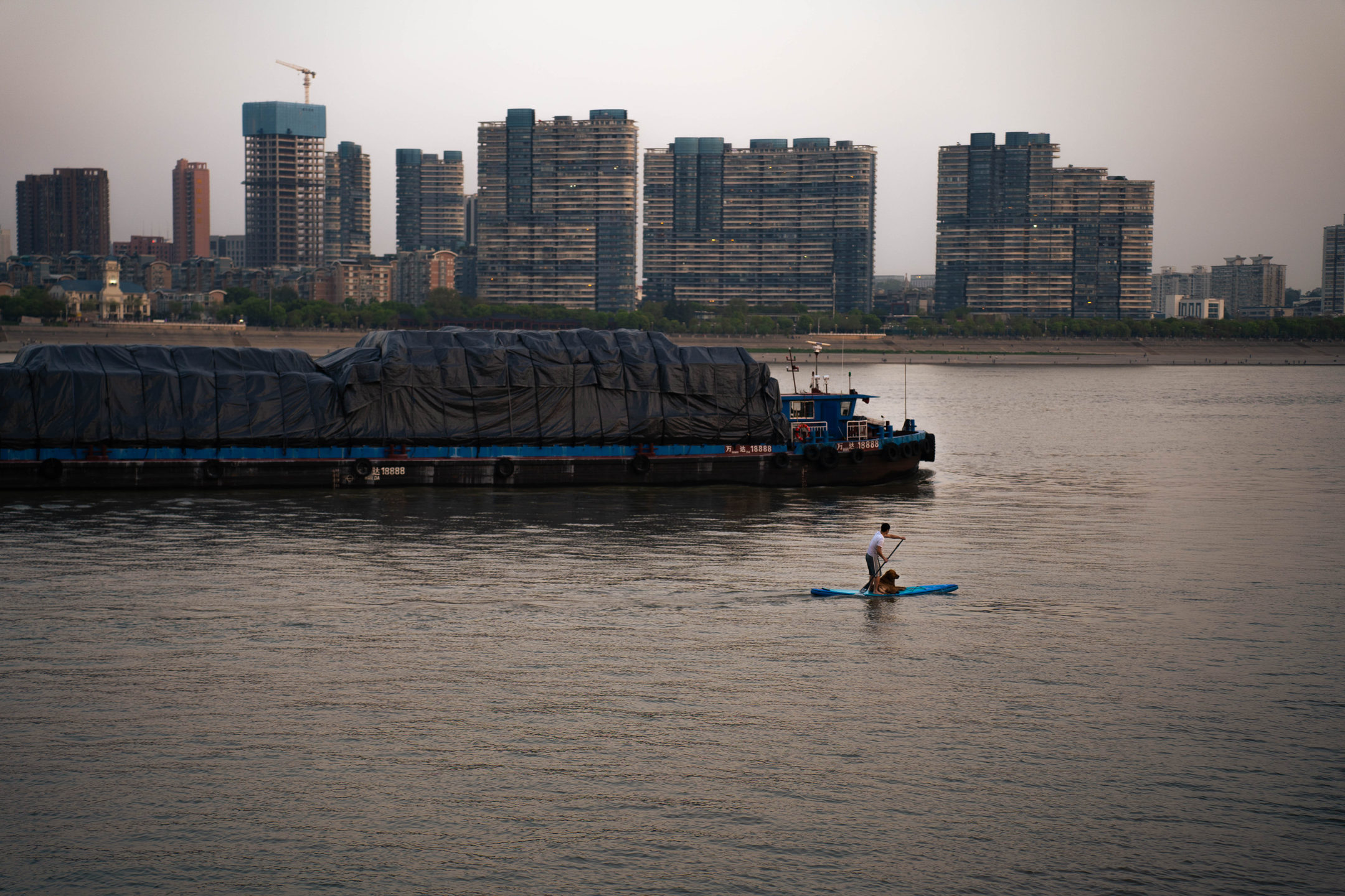 A cargo barge and a paddleboarder on a wide river at dusk, with tower blocks behind