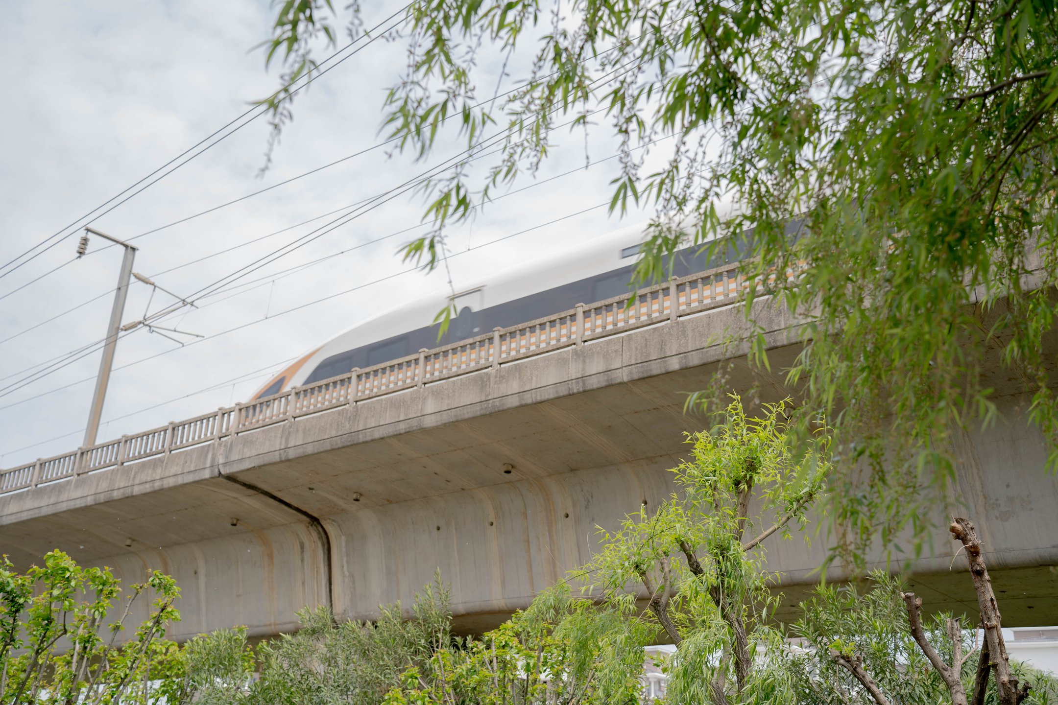 A high-speed rail viaduct framed by willow branches