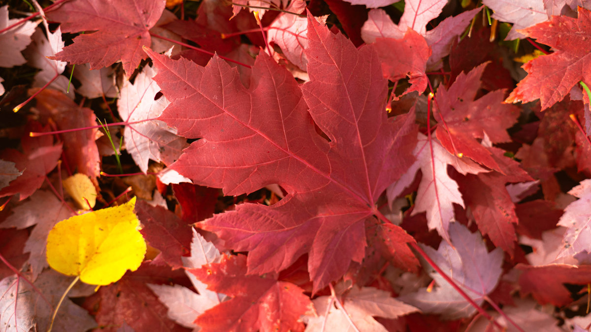 A red maple leaf among other red leaves, with one yellow leaf in the corner